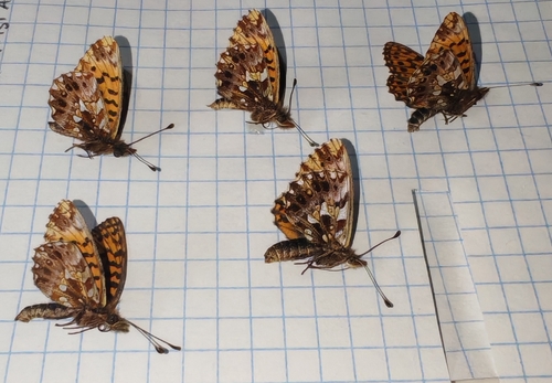 Weaver's Fritillary