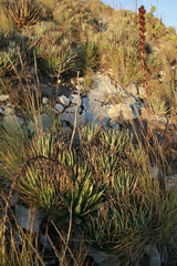 Hechtia perotensis