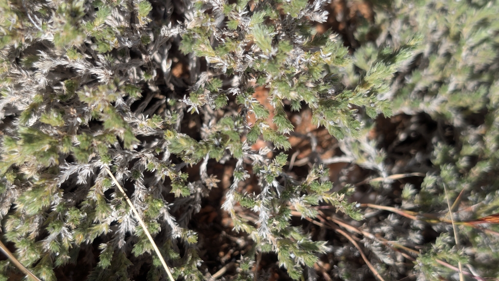 Euploca ballii