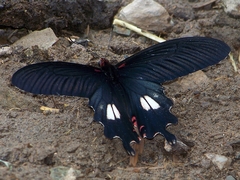 Papilio bootes