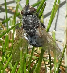 Diptera