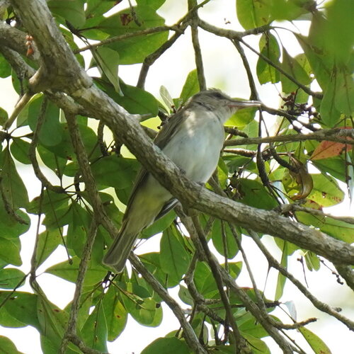 Black-whiskered Vireo (Vireo altiloquus), photo 10