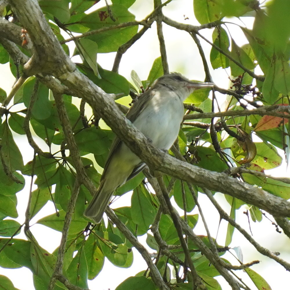 Black-whiskered Vireo (Vireo altiloquus), photo 10