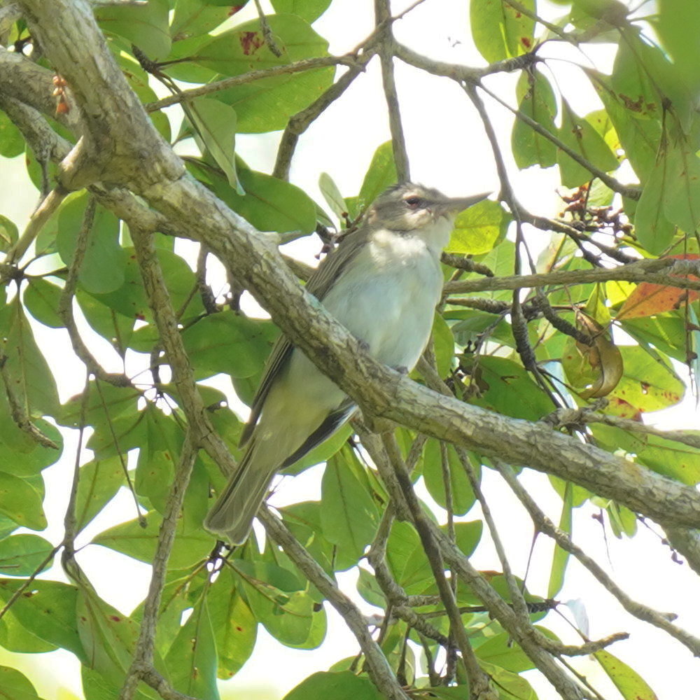 Black-whiskered Vireo (Vireo altiloquus), photo 9
