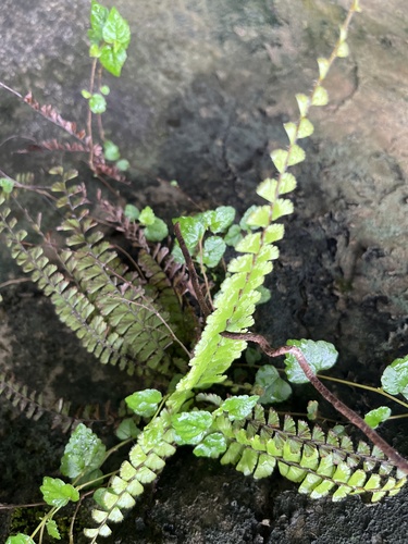 Adiantum caudatum, photograph 2