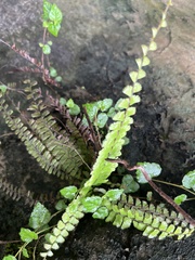 Adiantum caudatum, photograph (c) 謝麗霦, some rights reserved (CC BY)