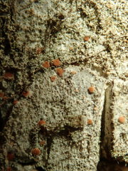 Bacidia rubella
