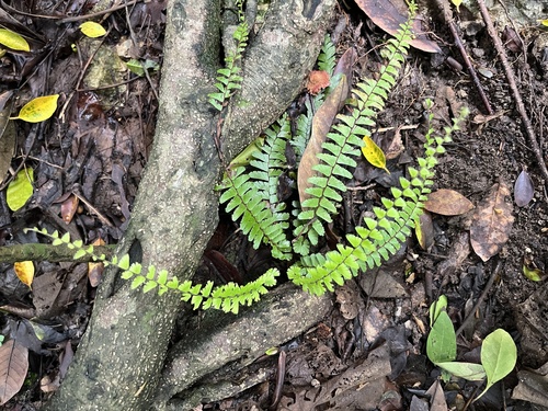 Adiantum caudatum, photograph 3