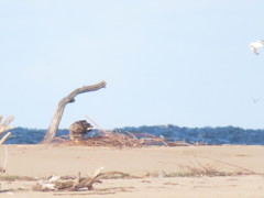 Haliaeetus albicilla