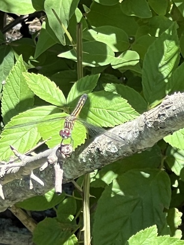Blue Dasher