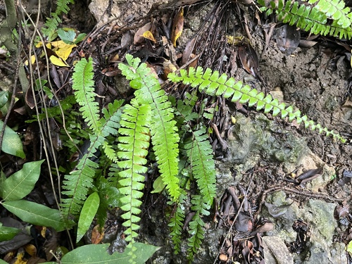 Adiantum caudatum, photograph 4