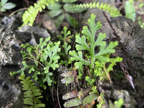 Selaginella doederleinii, photograph 4