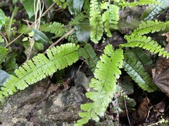 Adiantum caudatum, photograph (c) 謝麗霦, some rights reserved (CC BY)
