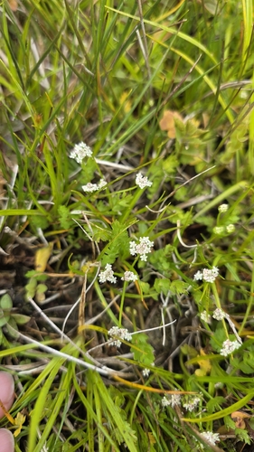Helosciadium repens, photograph 2