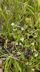Helosciadium repens, photograph (c) Christoph Moning, some rights reserved (CC BY)