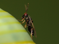 Pteromalus puparum