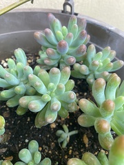 Sedum pachyphyllum