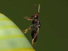 Pteromalus puparum