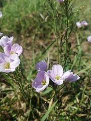 Cardamine pratensis