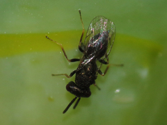 Pteromalus puparum