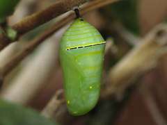 Danaus plexippus