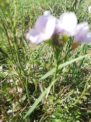 Cardamine pratensis