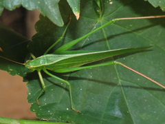 Scudderia mexicana