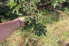 Albizia adianthifolia, photograph (c) Bruno - Yolande Zanette, some rights reserved (CC BY)