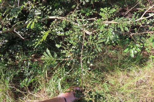 Albizia adianthifolia