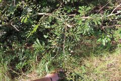 Albizia adianthifolia