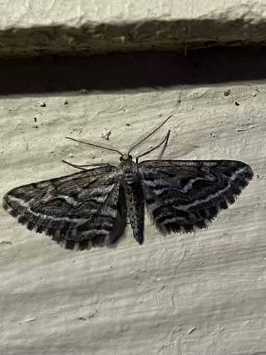 Selidosema leucoplecta