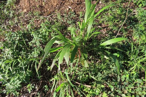 Setaria megaphylla, photograph 5