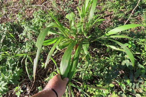 Setaria megaphylla, photograph 4