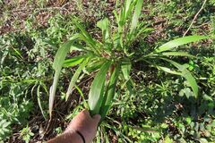 Setaria megaphylla, photograph (c) Bruno - Yolande Zanette, some rights reserved (CC BY)