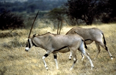 Oryx beisa beisa
