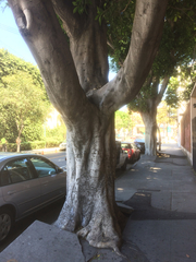 Ficus thonningii