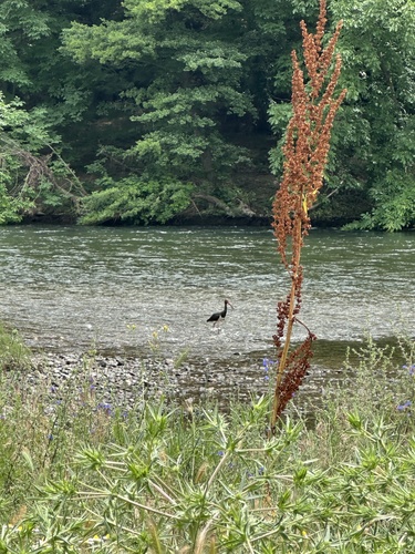 Black Stork