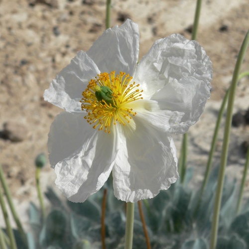 Desert bearpoppy (Arctomecon merriamii)