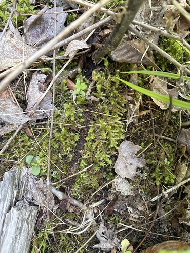 Rhynchostegium serrulatum observed 2026-06-17