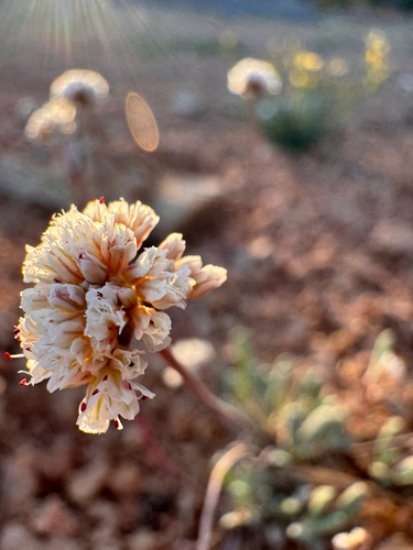 Panguitch Buckwheat