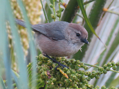 Psaltriparus minimus