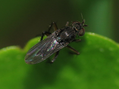 Dolichopodinae
