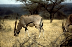 Oryx beisa beisa