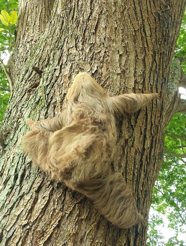 Hoffman's Interior Colombian Two-toed Sloth