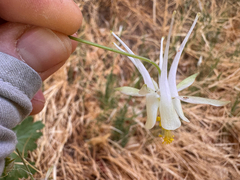 Aquilegia micrantha