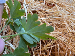 Aquilegia micrantha, photograph (c) Kenzie Anderson-Bell, some rights reserved (CC BY)
