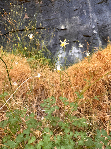 Aquilegia micrantha, photograph 3