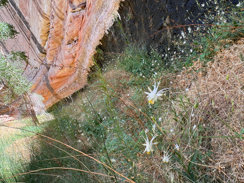 Aquilegia micrantha, photograph 4