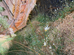 Aquilegia micrantha, photograph (c) Kenzie Anderson-Bell, some rights reserved (CC BY)