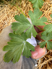 Aquilegia micrantha, photograph (c) Kenzie Anderson-Bell, some rights reserved (CC BY)